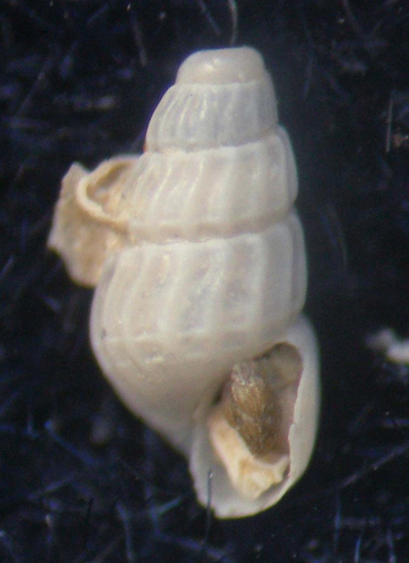 chrysallida flexuosa